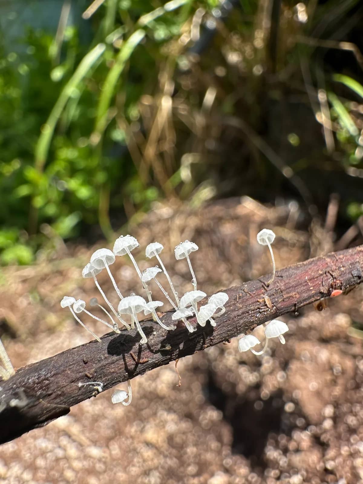 Full Circle Journeys — Oregon Psilocybin Facilitation 1