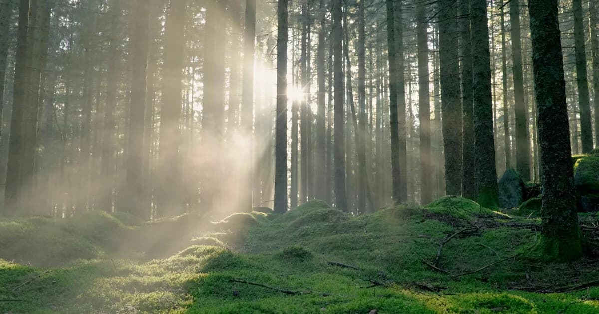 CIIS — Psychedelic-Assisted Therapies Certificate