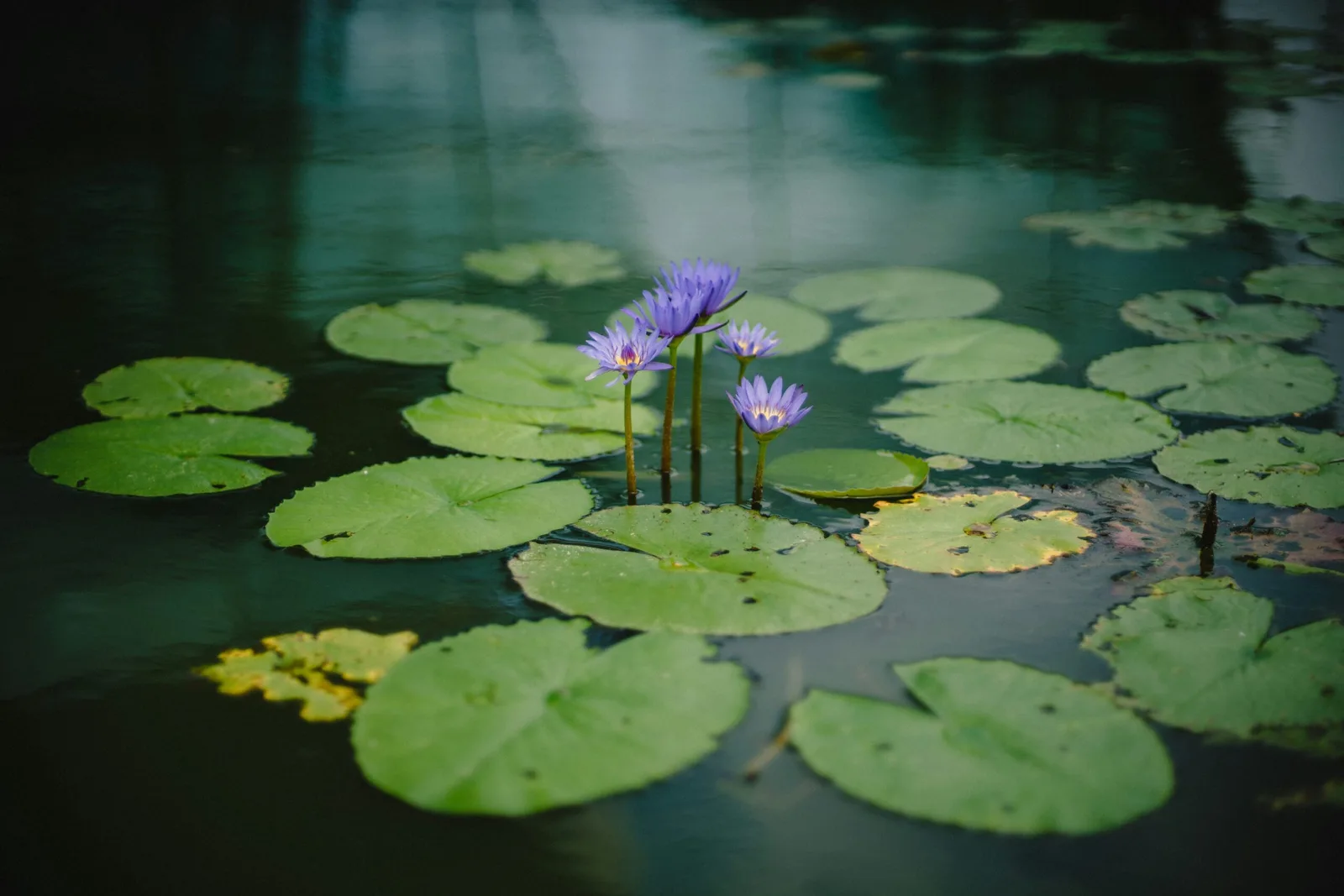 Polaris Insight — Integration Therapy