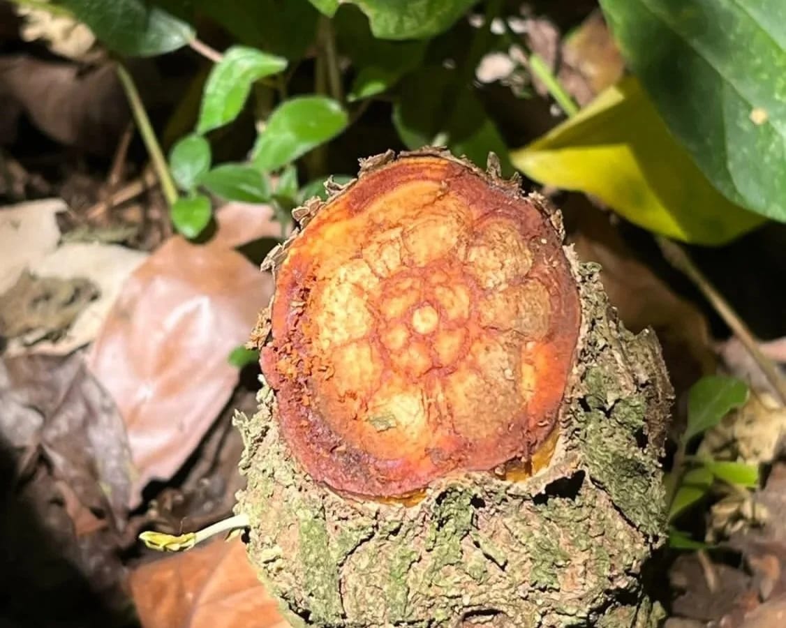 2 Day Ayahuasca Ceremony Homestay Retreat 3