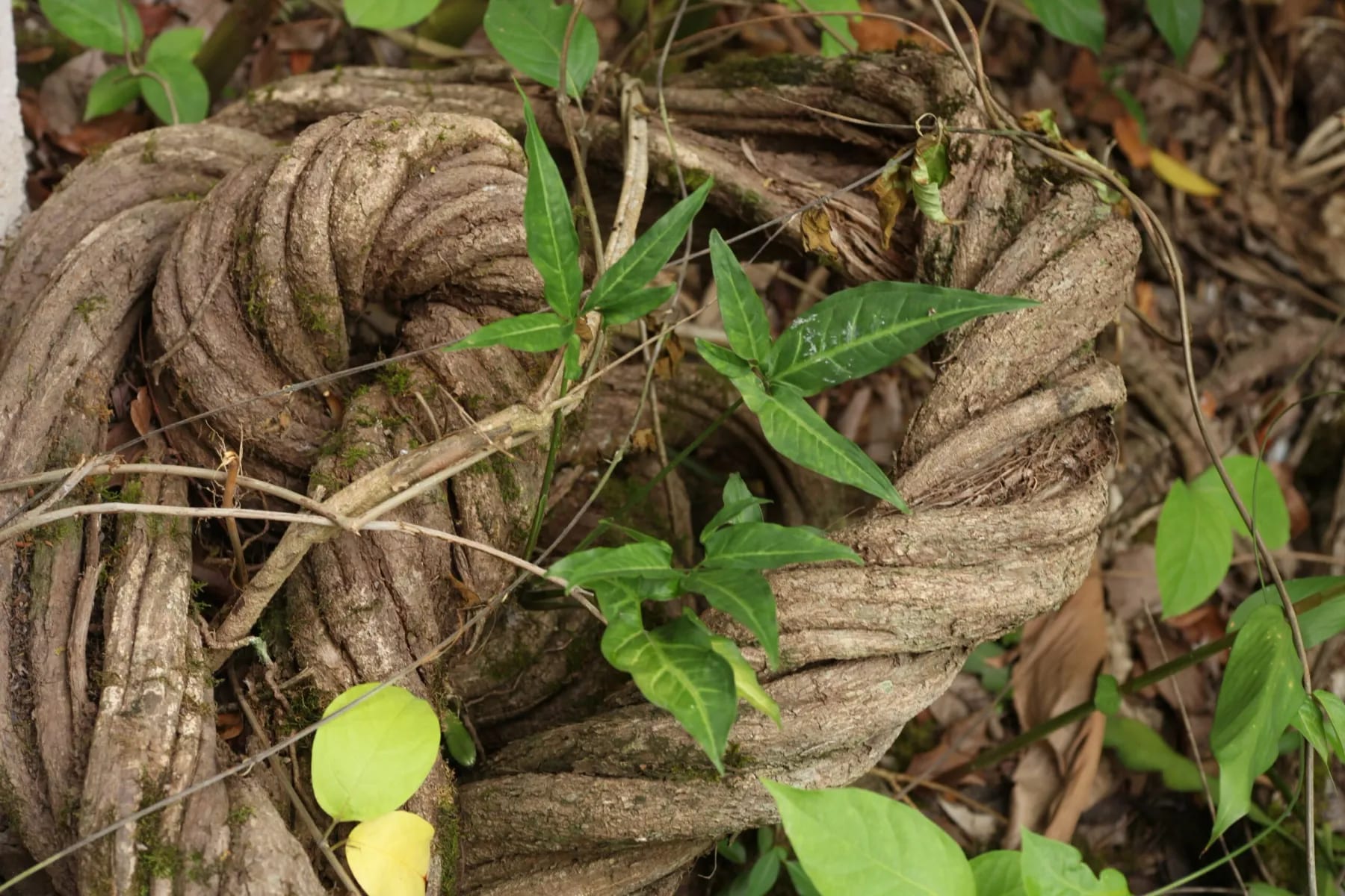 3 Day Transformative Plant Medicine Retreat 8