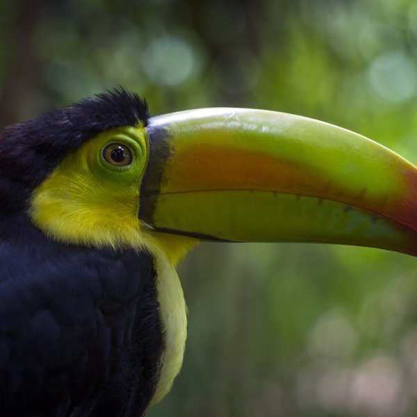 Belize Yoga Retreat 2027: Jungle, Reef & Island Wellness (Apr 30 - May 7), Caye Caulker, Belize: photo 4 of 6