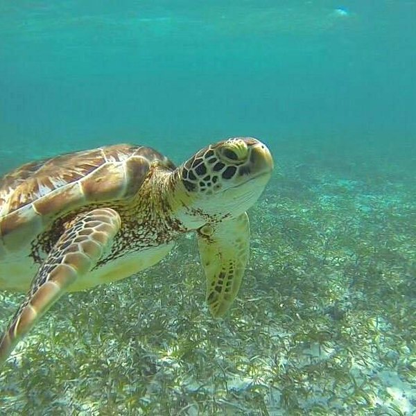 Belize Yoga Retreat 2027: Jungle, Reef & Island Wellness (Apr 30 - May 7), Caye Caulker, Belize: photo 6 of 6
