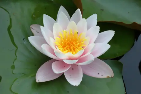 Sacred Healing Colorado — 1:1 Psilocybin Journeys